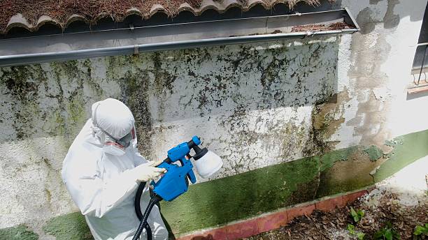 Top rated local Mold Remediation specialists in Homosassa Springs, FL